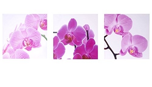 Mendler Leinwandbild T376, Wandbild Keilrahmenbild Kunstdruck, 3-teilig 150x50cm ~ Orchidee