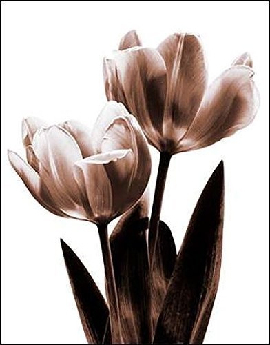 Keilrahmen-Bild - Caroline Kelly: Tulip in Sepia II 50 x 60 cm Leinwandbild