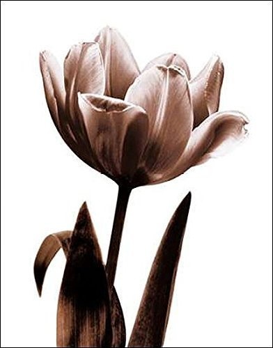 Keilrahmen-Bild - Caroline Kelly: Tulip in Sepia I 50 x 60 cm Leinwandbild