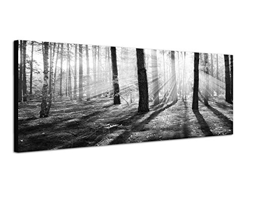 Keilrahmenbild Panoramabild SCHWARZ / WEISS 150x50cm Wald Bäume Frühling Sonnenstrahlen