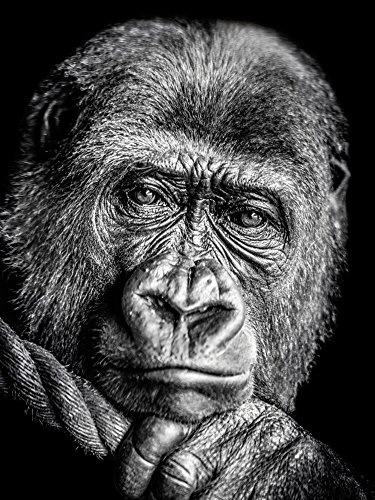 Artland Qualitätsbilder I Bild auf Leinwand Leinwandbilder Wandbilder 60 x 80 cm Tiere Wildtiere Affe Foto Schwarz Weiß D0PW Gorilla