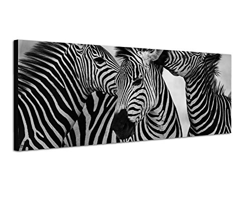 Augenblicke Wandbilder Keilrahmenbild Panoramabild SCHWARZ/Weiss 150x50cm Afrika Zebras Wildnis Safari