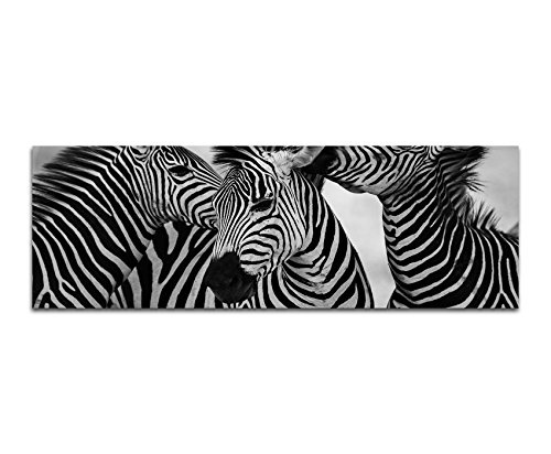 Augenblicke Wandbilder Keilrahmenbild Panoramabild SCHWARZ/Weiss 150x50cm Afrika Zebras Wildnis Safari