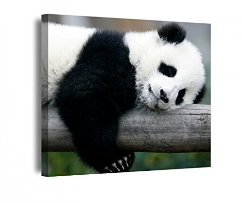 Leinwand 1Tlg Panda Pandabär Bär süß...