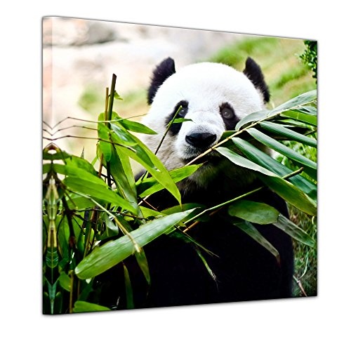 Keilrahmenbild - Pandabär - Bild auf Leinwand - 80 x 80 cm - Leinwandbilder - Bilder als Leinwanddruck - Tierwelten - Wildtiere - bedrohte Tiere - China