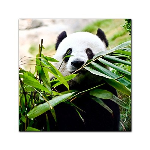 Keilrahmenbild - Pandabär - Bild auf Leinwand - 80 x 80 cm - Leinwandbilder - Bilder als Leinwanddruck - Tierwelten - Wildtiere - bedrohte Tiere - China