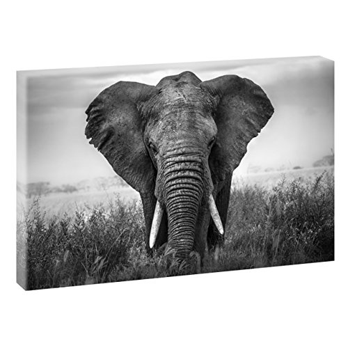 Elefant | V1720319 | Bilder auf Leinwand | Wandbild im XXL Format | Kunstdruck in 120 cm x 80 cm | Bild Afrika Wilde Tiere (Schwarz-Weiß)