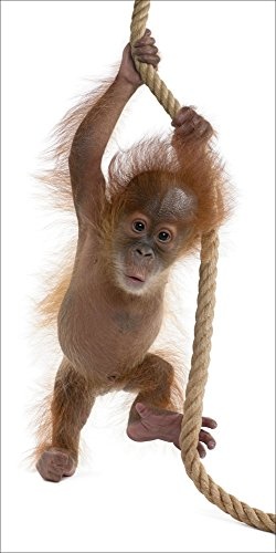 Artland Qualitätsbilder I Bild auf Leinwand Leinwandbilder Wandbilder 30 x 60 cm Tiere Wildtiere Affe Foto Weiß A5TR Baby Sumatra Orang Utan Seil