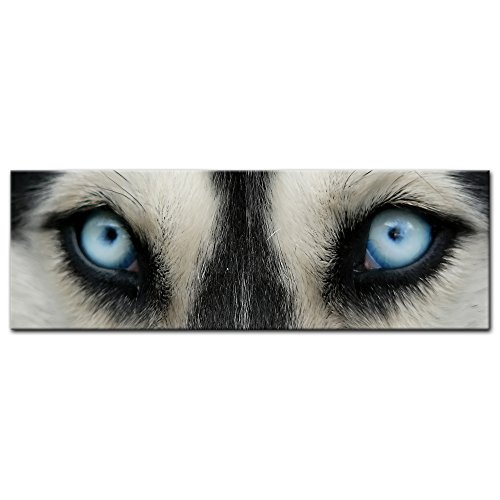 Keilrahmenbild - Huskyaugen - Bild auf Leinwand - 160x50 cm einteilig - Leinwandbilder - Tierwelten - Hunderasse - Siberian Husky