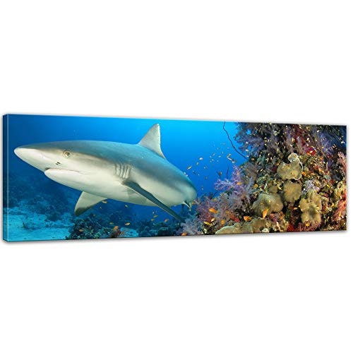 Keilrahmenbild - Hai - Bild auf Leinwand - 120 x 40 cm - Leinwandbilder - Bilder als Leinwanddruck - Tierwelten - Wildtiere - Leben im Meer