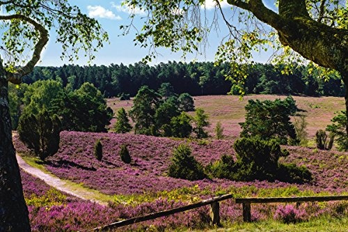 Artland Qualitätsbilder I Bild auf Leinwand Leinwandbilder Wandbilder 120 x 80 cm Botanik Blumenwiese Foto Pink Rosa C9AY Blick auf die Lüneburger Heide