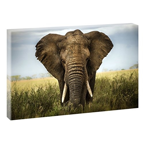 Elefant | V1720319 | Bilder auf Leinwand | Wandbild im XXL Format | Kunstdruck in 120 cm x 80 cm | Bild Afrika Wilde Tiere (Farbig)