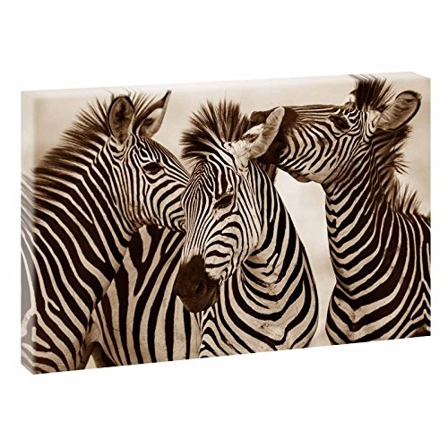 Zebras | Trendiger Kunstdruck auf Leinwand | XXL Format |...