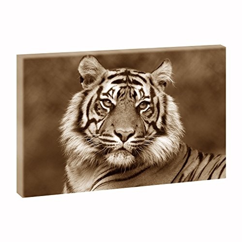 Tiger 1| Bilder auf Leinwand | Wandbild im XXL Format | Kunstdruck in verschiedenenn Größen und Farben | Bild Afrika Wilde Tiere (100 cm x 65 cm, Sepia)
