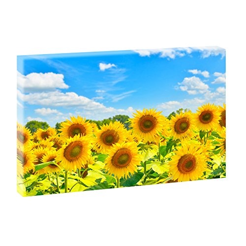 Sonnenblumen | Panoramabild im XXL Format | Trendiger Kunstdruck auf Leinwand | Verschiedene Größen (100 cm x 65 cm)