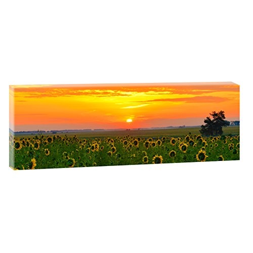 Sonnenblumen bei Sonnenaufgang | Panoramabild im XXL Format | Trendiger Kunstdruck auf Leinwand | Verschiedene Größen (150 cm x 50 cm)