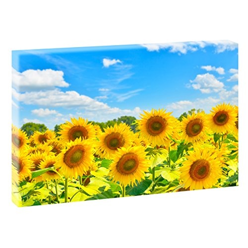 Sonnenblumen bei Sonnaufgang | V1720508 | Bilder auf Leinwand | Wandbild im XXL Format | Kunstdruck in 120 cm x 80 cm | Bild Landschaft Sonne Sonnenaufgang Blumen Wiese