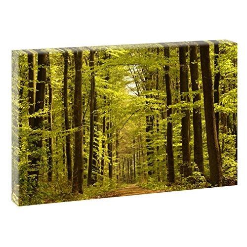 Waldimpression | V1720445 | Bilder auf Leinwand | Wandbild im XXL Format | Kunstdruck in 120 cm x 80 cm (farbig) | Bild Wald Bäume Natur Kraft Landschaft