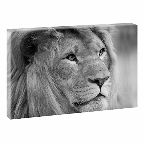 Löwe | Bilder auf Leinwand | Wandbild im XXL Format | Kunstdruck in verschiedenenn Größen und Farben | Bild Afrika Wilde Tiere (120 cm x 80 cm, Schwarz-Weiß)