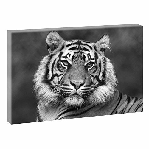 Tiger 1| Bilder auf Leinwand | Wandbild im XXL Format | Kunstdruck in verschiedenenn Größen und Farben | Bild Afrika Wilde Tiere (120 cm x 80 cm, Schwarz-Weiß)