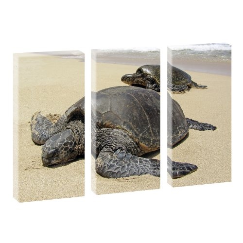 Trendiger Kunstdruck auf Leinwand - Schildkröten am...