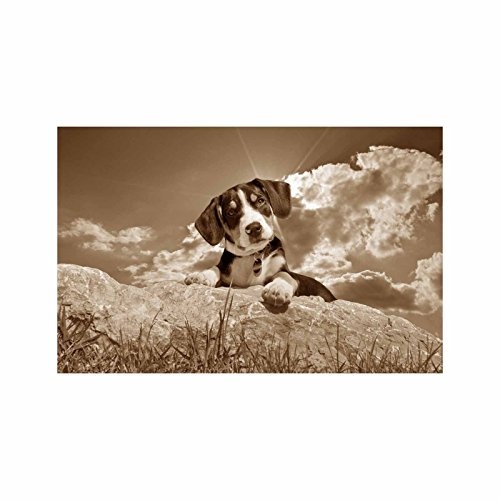 Schweizer Sennenhund | Panoramabild im XXL Format | Poster | Wandbild | Poster | Fotografie | Trendiger Kunstdruck auf Leinwand | Verschiedene Farben und Größen (40 cm x 65 cm, Sepia)