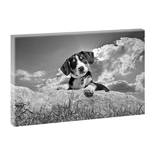 Schweizer Sennenhund | Panoramabild im XXL Format |...
