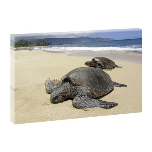 Schildkröten am Strand | Panoramabild im XXL Format | Poster | Wandbild | Fotografie | Trendiger Kunstdruck auf Leinwand | Verschiedene Farben und Größen (100cm x 65cm)