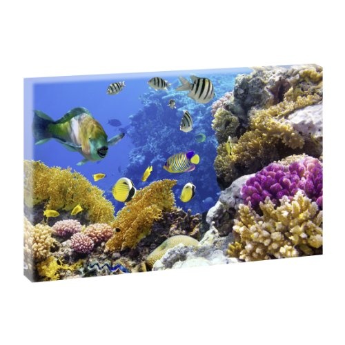 Korallen und Fische 1 | Panoramabild im XXL Format |...