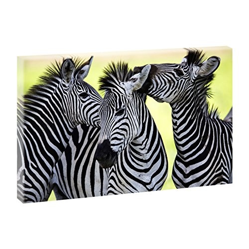 Zebras | Trendiger Kunstdruck auf Leinwand | XXL Format |...