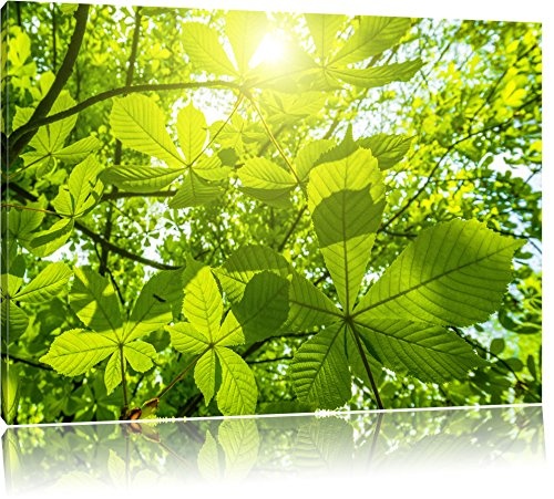 Grüne Blätter Bild auf Leinwand, XXL riesige...