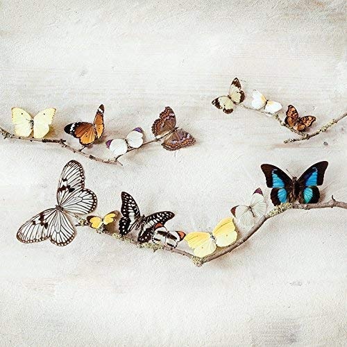 Ian Winstanley - Array of Schmetterlinge bereit gerahmt Leinwand - 40 x 40 x 3.8cm (16 x 16 x 1.5 cm) - mit Klammern und Rahmer Band