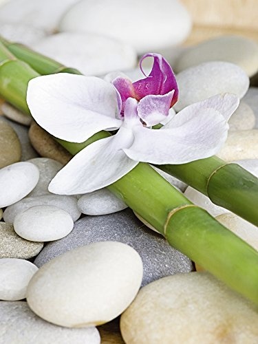 Artland Qualitätsbilder I Bild auf Leinwand Leinwandbilder Wandbilder 30 x 40 cm Wellness Zen Pflanze Foto Weiß B9YY Zen Orchidee