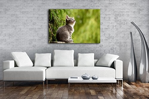 deyoli niedliche Katze Format: 80x60 als Leinwand, Motiv fertig gerahmt auf Echtholzrahmen, Hochwertiger Digitaldruck mit Rahmen, Kein Poster oder Plakat