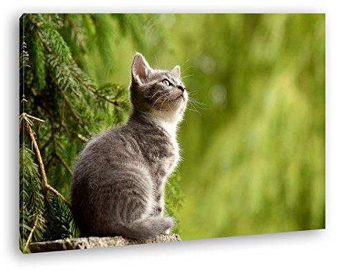 deyoli niedliche Katze Format: 80x60 als Leinwand, Motiv fertig gerahmt auf Echtholzrahmen, Hochwertiger Digitaldruck mit Rahmen, Kein Poster oder Plakat