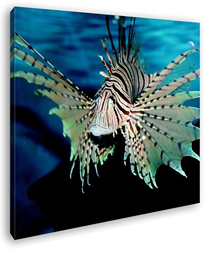 deyoli Rießiger Feuerfisch Format: 60x60 als Leinwand, Motiv fertig gerahmt auf Echtholzrahmen, Hochwertiger Digitaldruck mit Rahmen, Kein Poster oder Plakat