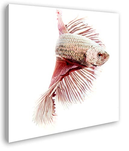 deyoli roter Kampffisch Format: 70x70 als Leinwand, Motiv...