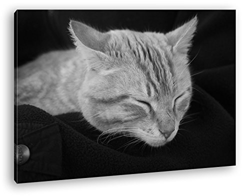 deyoli goldig schlafende Katze Effekt: Schwarz/Weiß Format: 80x60 als Leinwand, Motiv fertig gerahmt auf Echtholzrahmen, Hochwertiger Digitaldruck mit Rahmen, Kein Poster oder Plakat