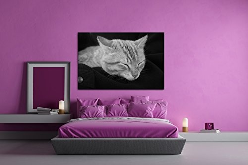deyoli goldig schlafende Katze Effekt: Schwarz/Weiß Format: 80x60 als Leinwand, Motiv fertig gerahmt auf Echtholzrahmen, Hochwertiger Digitaldruck mit Rahmen, Kein Poster oder Plakat