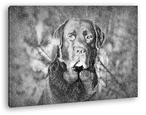 deyoli Hund im Schnee Effekt: Schwarz/Weiß Format: 80x60 als Leinwand, Motiv fertig gerahmt auf Echtholzrahmen, Hochwertiger Digitaldruck mit Rahmen, Kein Poster oder Plakat