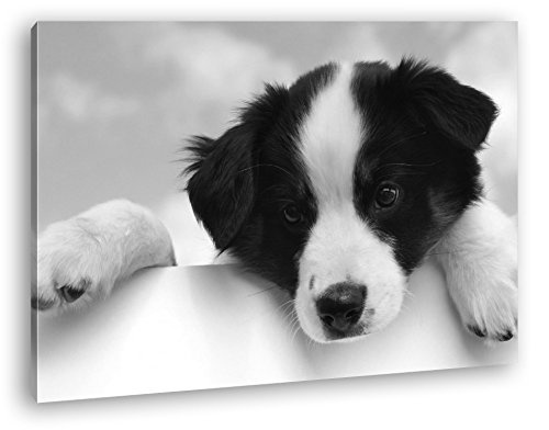 deyoli süßer Australischer Schäferhund Effekt: Schwarz/Weiß Format: 60x40 als Leinwand, Motiv fertig gerahmt auf Echtholzrahmen, Hochwertiger Digitaldruck mit Rahmen, Kein Poster oder Plakat