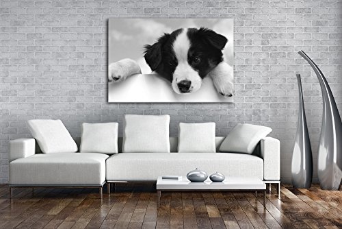 deyoli süßer Australischer Schäferhund Effekt: Schwarz/Weiß Format: 60x40 als Leinwand, Motiv fertig gerahmt auf Echtholzrahmen, Hochwertiger Digitaldruck mit Rahmen, Kein Poster oder Plakat