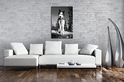 deyoli knuffiger Husky Effekt: Schwarz/Weiß Format: 80x60 als Leinwand, Motiv fertig gerahmt auf Echtholzrahmen, Hochwertiger Digitaldruck mit Rahmen, Kein Poster oder Plakat
