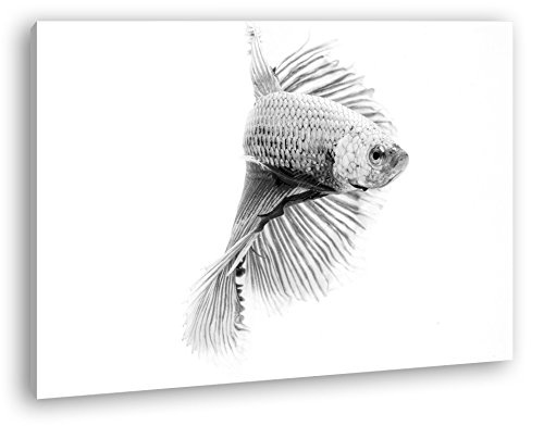 deyoli roter Kampffisch Effekt: Schwarz/Weiß Format: 80x60 als Leinwand, Motiv fertig gerahmt auf Echtholzrahmen, Hochwertiger Digitaldruck mit Rahmen, Kein Poster oder Plakat