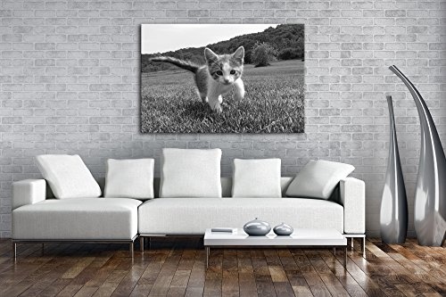 drollig spielende Katze Effekt: Schwarz/Weiß Format: 120x80 als Leinwand, Motiv fertig gerahmt auf Echtholzrahmen, Hochwertiger Digitaldruck mit Rahmen, Kein Poster oder Plakat