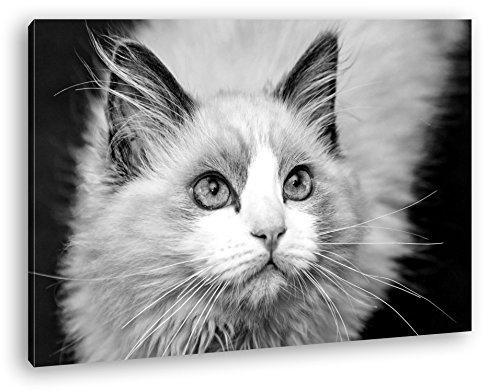 deyoli Weiße Katze mit grünen Augen Effekt: Schwarz/Weiß Format: 60x40 als Leinwand, Motiv fertig gerahmt auf Echtholzrahmen, Hochwertiger Digitaldruck mit Rahmen, Kein Poster oder Plakat