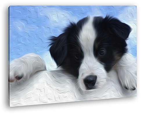 deyoli süßer Australischer Schäferhund Effekt: Zeichnung Format: 100x70 als Leinwand, Motiv fertig gerahmt auf Echtholzrahmen, Hochwertiger Digitaldruck mit Rahmen, Kein Poster oder Plakat