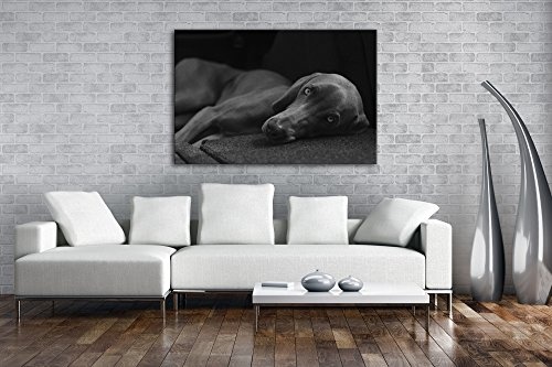 niedlicher treuer Hund auf dem Sofa Effekt: Schwarz/Weiß Format: 120x80 als Leinwand, Motiv fertig gerahmt auf Echtholzrahmen, Hochwertiger Digitaldruck mit Rahmen, Kein Poster oder Plakat