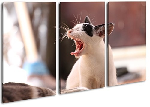 drollige Katze beim gähnen im Format: 3-teilig 120x80 als Leinwand, Motiv fertig gerahmt auf Echtholzrahmen, Hochwertiger Digitaldruck mit Rahmen, Kein Poster oder Plakat