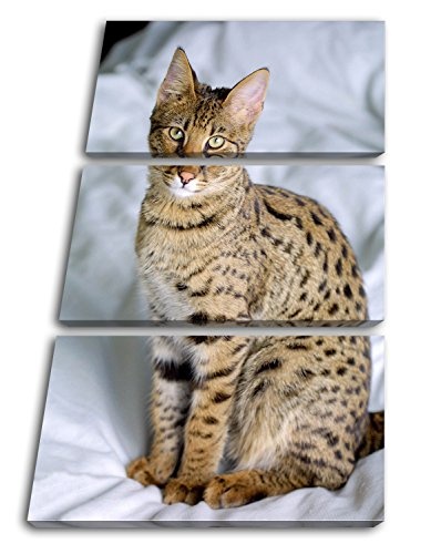 deyoli süße Savannah Katze im Format: 3-teilig 120x80 als Leinwand, Motiv fertig gerahmt auf Echtholzrahmen, Hochwertiger Digitaldruck mit Rahmen, Kein Poster oder Plakat